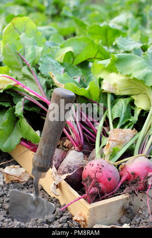 Rote Bete ernten. Frisch geerntete hausgemachte Boltardy und Chioggia Rote Beete in einem Holztablett, Juli, Großbritannien Stockfoto