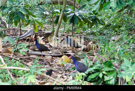 Australasian haben (Porphyrio melanotus) oder pukeko ist eine Pflanzenart aus der Gattung haben in Australien und Polynesien gefunden Stockfoto