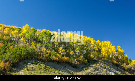 Bold Herbst Farbe, Steamboat Springs Colorado Stockfoto