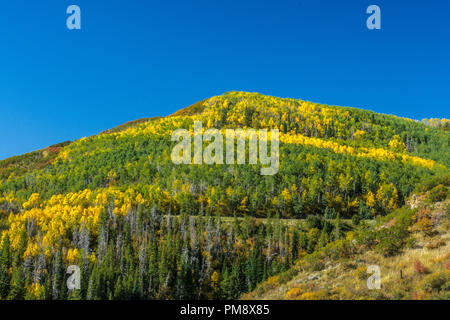 Ein Streifen von Gelb Aspen, fallen in den Colorado Stockfoto