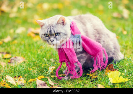 Herbst Porträt der kleinen Kätzchen die rosa-grauen gestrickten Schal tragen. Katze sitzt im Freien auf gefallene gelbe Blätter in einem Garten Stockfoto