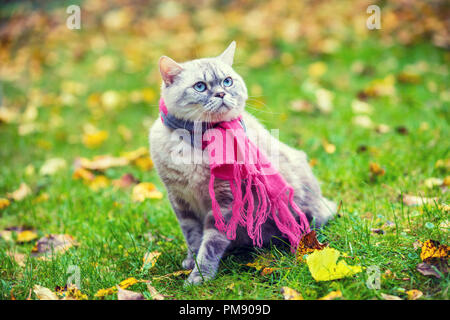 Herbst Porträt der kleinen Kätzchen die rosa-grauen gestrickten Schal tragen. Katze sitzt im Freien auf gefallene gelbe Blätter in einem Garten Stockfoto