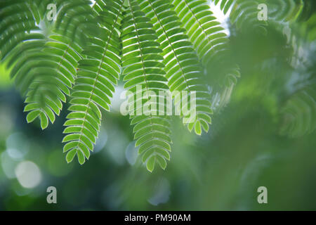 Persischer Silk Baum Stockfoto