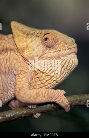 Nicht 1085749 PARSON'S CHAMÄLEON Calumma parsonii Chamaeleo parsoni Stockfoto
