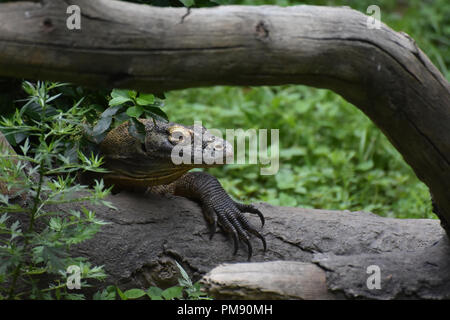 Lange Krallen auf einem großen Komodo Waran. Stockfoto