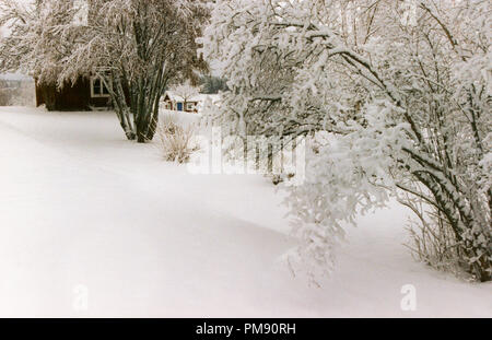 WINTER IM GARTEN 2009 Stockfoto