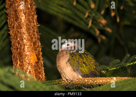 Green-winged dove (Chalcophaps indica) Stockfoto