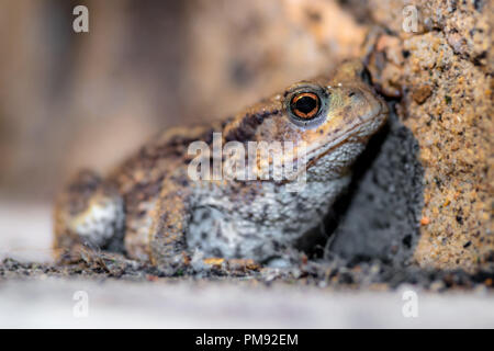 Das Porträt einer Erdkröte gegen eine kleine Steinmauer gesetzt. Stockfoto