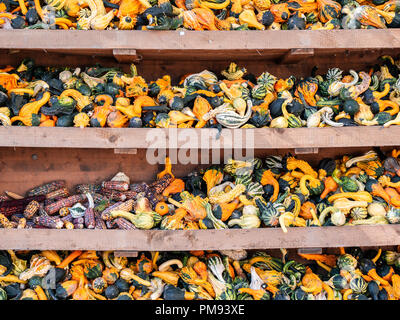 Bild des kleinen pumkins und Mais in einem Regal Stockfoto