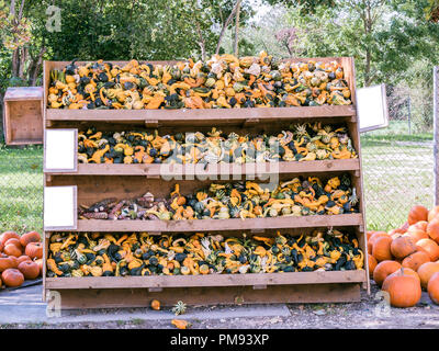 Bild des kleinen pumkins und Mais in einem Regal Stockfoto