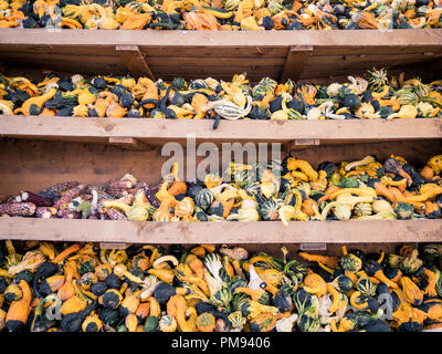 Bild des kleinen pumkins und Mais in einem Regal Stockfoto