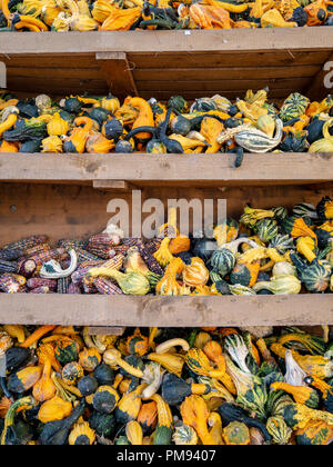 Bild des kleinen pumkins und Mais in einem Regal Stockfoto