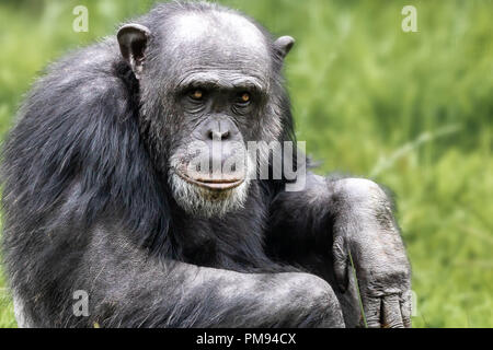 Nahaufnahme von einem Schimpansen schauen nachdenklich Stockfoto