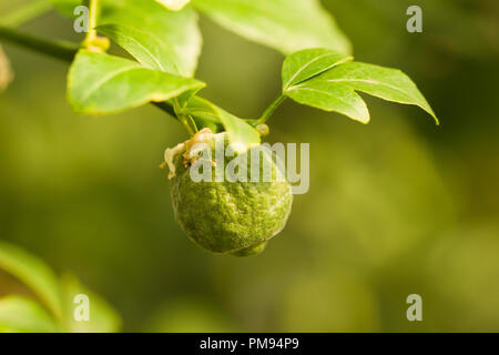 Nahaufnahme auf der Unreife und wachsenden Früchte der dreiblättrigen Dreiblättrige Orange (Citrus) Stockfoto