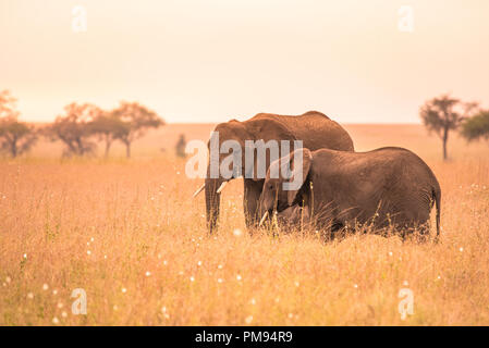 Afrikanischer Elefant Paar in der Savanne der Serengeti bei Sonnenuntergang. Akazien auf den Ebenen im Serengeti National Park, Tansania. Wildlife Safari Reise Stockfoto
