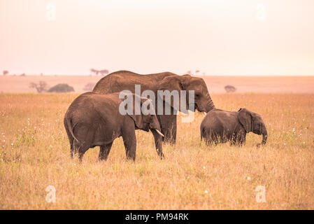 Familie mit jungen afrikanischen Elefanten Elefant in der Savanne der Serengeti bei Sonnenuntergang. Akazien auf den Ebenen im Serengeti National Park, Tanzan Stockfoto