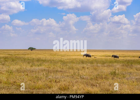 Familie mit jungen afrikanischen Elefanten Elefant in der Savanne der Serengeti bei Sonnenuntergang. Akazien auf den Ebenen im Serengeti National Park, Tanzan Stockfoto