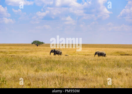 Familie mit jungen afrikanischen Elefanten Elefant in der Savanne der Serengeti bei Sonnenuntergang. Akazien auf den Ebenen im Serengeti National Park, Tanzan Stockfoto