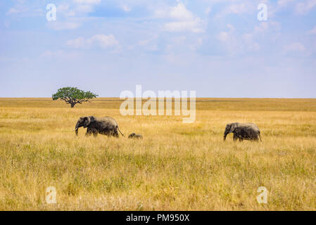 Familie mit jungen afrikanischen Elefanten Elefant in der Savanne der Serengeti bei Sonnenuntergang. Akazien auf den Ebenen im Serengeti National Park, Tanzan Stockfoto