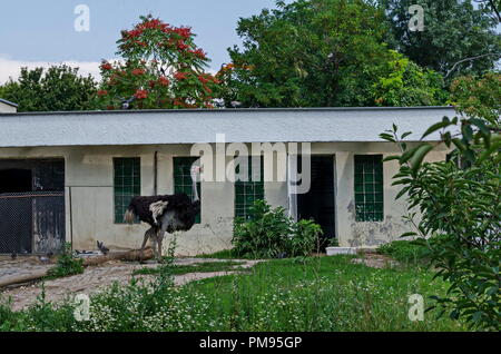 Junge Strauß auf dem Hof und für grünes Gras, Sofia, Bulgarien Stockfoto