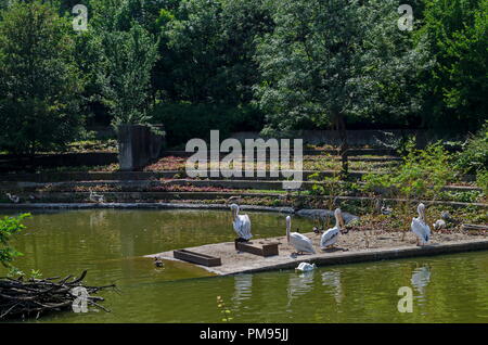 Gruppe weiße Pelikane oder Pelecanus onocrotalus Rest am Ufer See, Sofia, Bulgarien Stockfoto