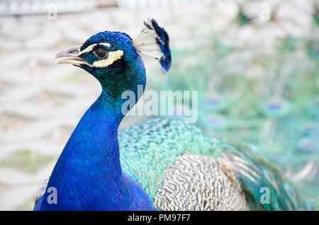 Einen männlichen Pfau in der Zucht Gefieder seine Mating Call. Stockfoto
