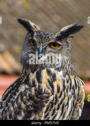 Lange eared Owl Stockfoto