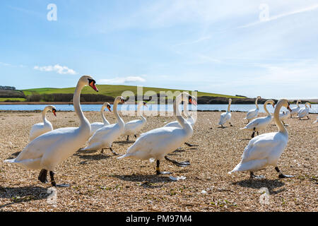 Marching Schwäne bei Fütterung, Abbotsbury Swannery, Dorset, Großbritannien Stockfoto