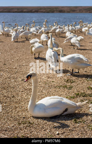 Abbotsbury Swannery, Dorset, Großbritannien Stockfoto