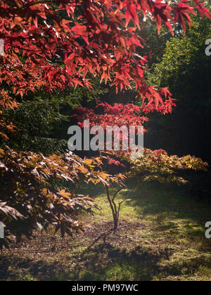 Japanische Acer Baum im Herbst Stockfoto