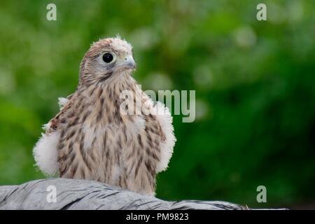 Nahaufnahme, Porträt einer jungen Turmfalken (Falco tinnunculus), die kürzlich das Nest verlassen hat. Stockfoto