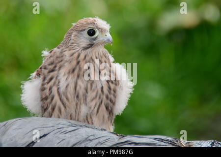 Nahaufnahme, Porträt einer jungen Turmfalken (Falco tinnunculus), die kürzlich das Nest verlassen hat. Stockfoto