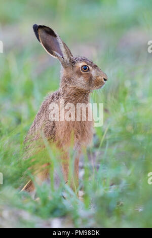Europäische Hare (Lepus europaeus), Erwachsene ansehen Unter dem Gras Stockfoto