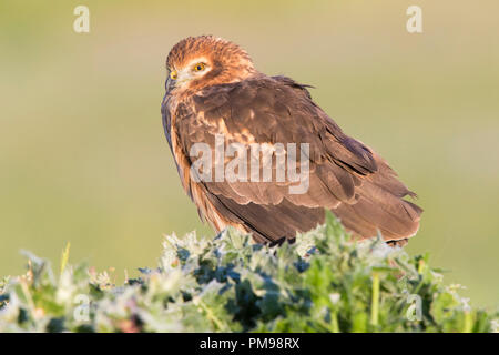 Montagu's Harrier (Circus cyaneus), erwachsene Frau auf dem Boden sitzend Stockfoto