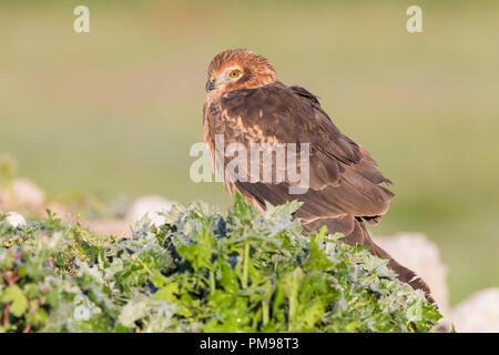 Montagu's Harrier (Circus cyaneus), erwachsene Frau auf dem Boden sitzend Stockfoto