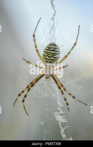 Argiope Bruennichi Wasp Spider -. Close-up-orb Web spider Stockfoto