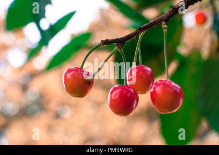 Süße, reife Kirschen auf einem Zweig, hängen vom Baum Stockfoto