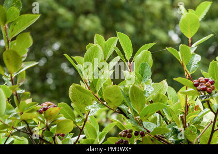 Viele Blätter in Wassertropfen bedeckt Stockfoto