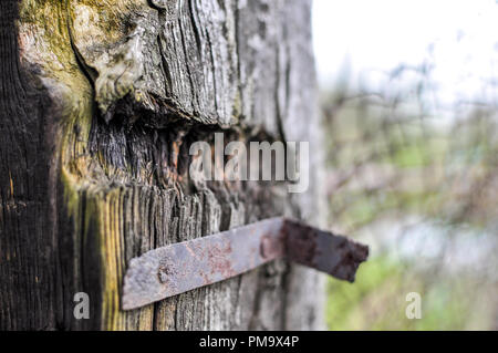 Tiefen schnitt in einen Baum, ein metallisches Element zu dem Baum geschraubt Stockfoto