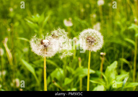 Löwenzahn durchgebrannt durch den Wind auf der Wiese, an einem sonnigen Tag Stockfoto