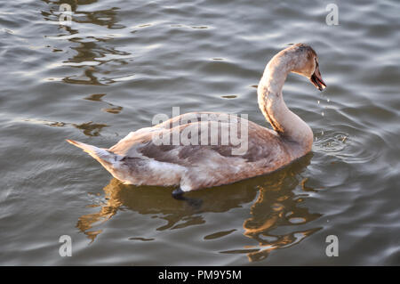 Schwan, der in Wasser mit Tropfen fallen aus seinem Mund Stockfoto