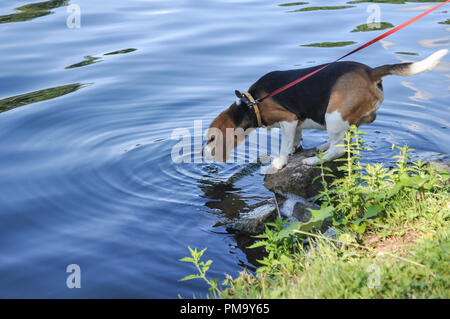 Beagle auf Pause, trinken Wasser aus dem See, der zu Fuß Stockfoto