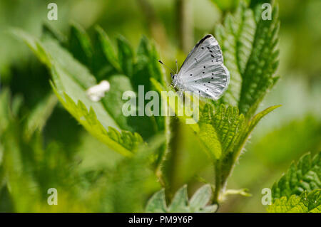 Schmetterling (Pieris brassicae) hocken auf Blatt Stockfoto