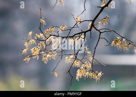 Ast mit blühenden Blumen im Frühling Stockfoto