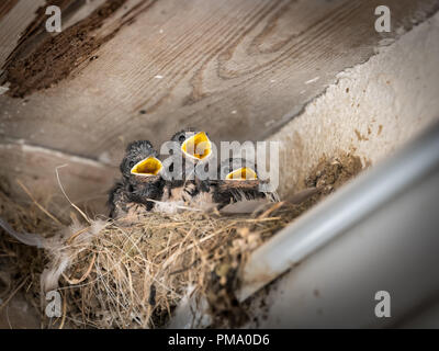 Drei Küken Rauchschwalbe (Hirundo rustica) sitzen in einem Nest und darauf warten, gefüttert zu werden. Stockfoto