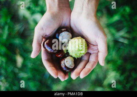 Frau mit Handvoll frischen Kastanien aus dem Waldboden in Litauen Stockfoto