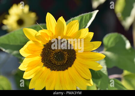 Honig Biene auf Sonnenblumen in der Sonne Stockfoto