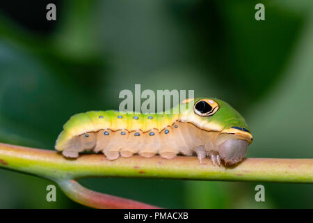 Spicebush swallowtail Caterpillar - Papilio troilus Stockfoto