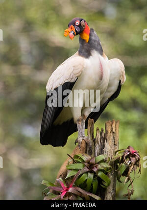 Ein thront König Geier in Boca Tapada, Costa Rica fotografiert. Stockfoto