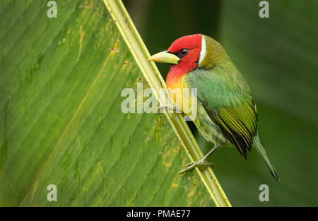 Eine männliche thront der Rothaarige barbet in CINCHONA fotografiert, Costa Rica Stockfoto